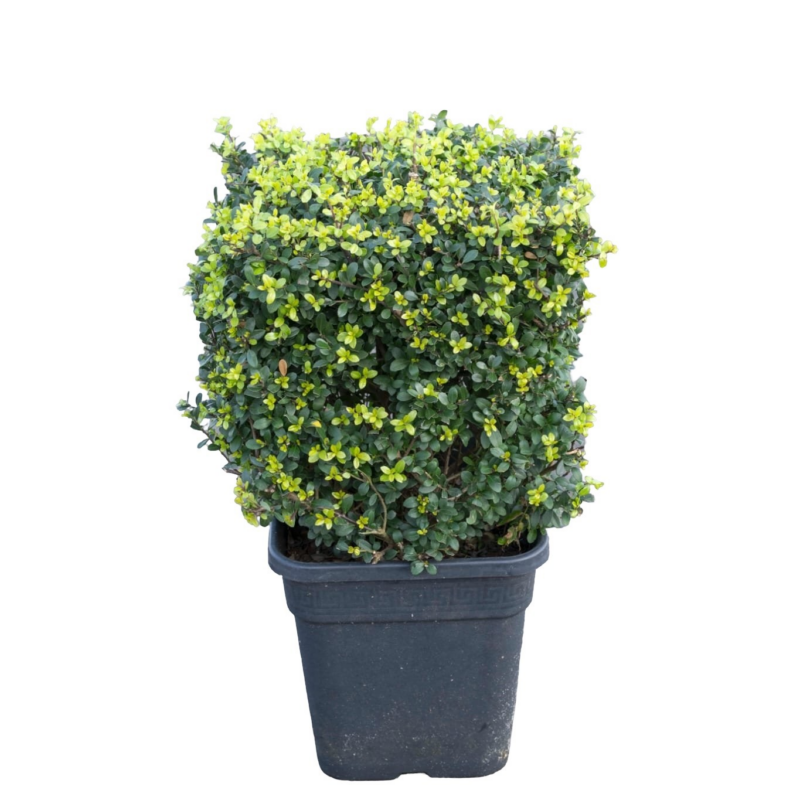 Ilex crenata Dark Green