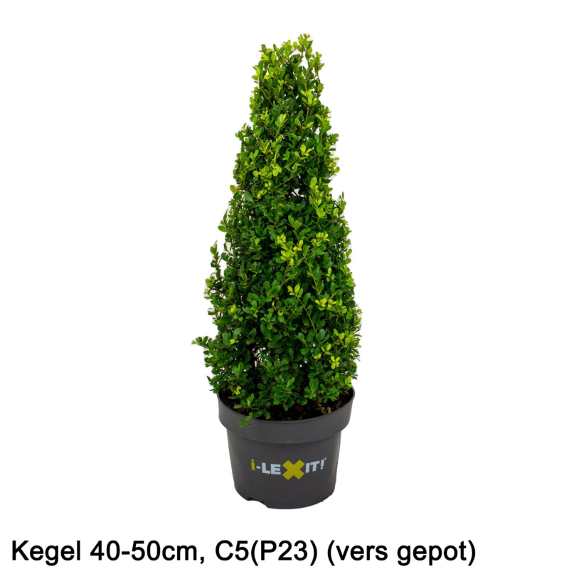 Ilex crenata Dark Green