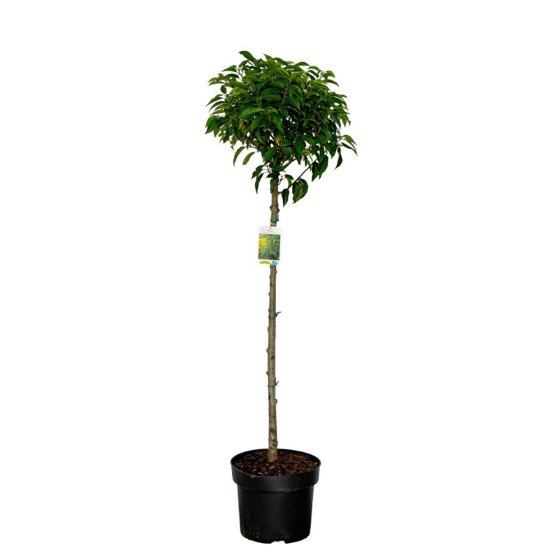 Prunus lusitanica 'Angustifolia'