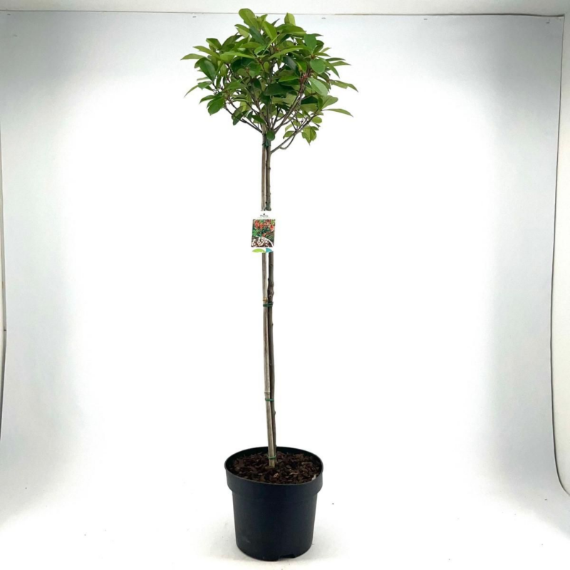 Photinia x fraseri 'Red Robin'
