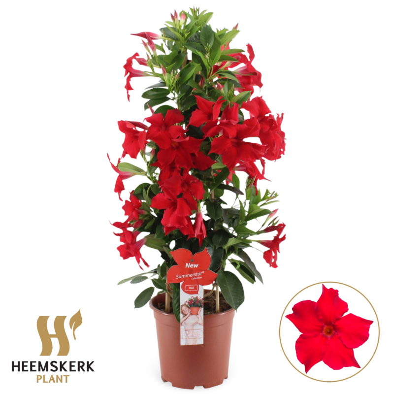 Mandevilla (Dipladenia) sanderi Summerstar Red