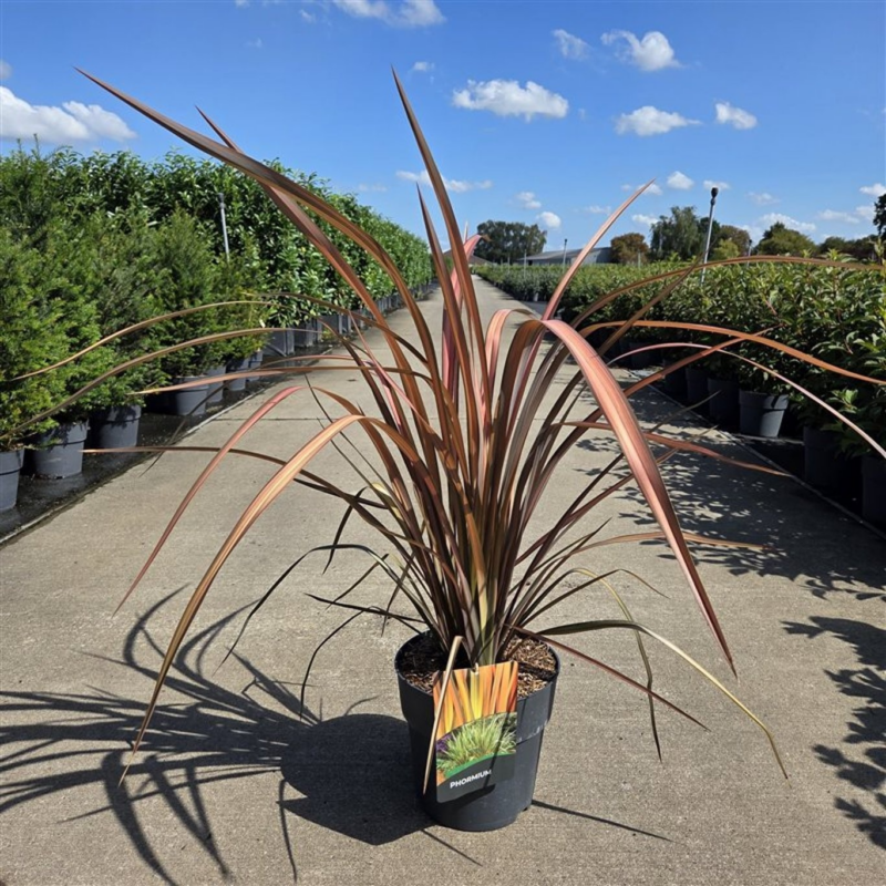 Phormium tenax 'Platts Black'