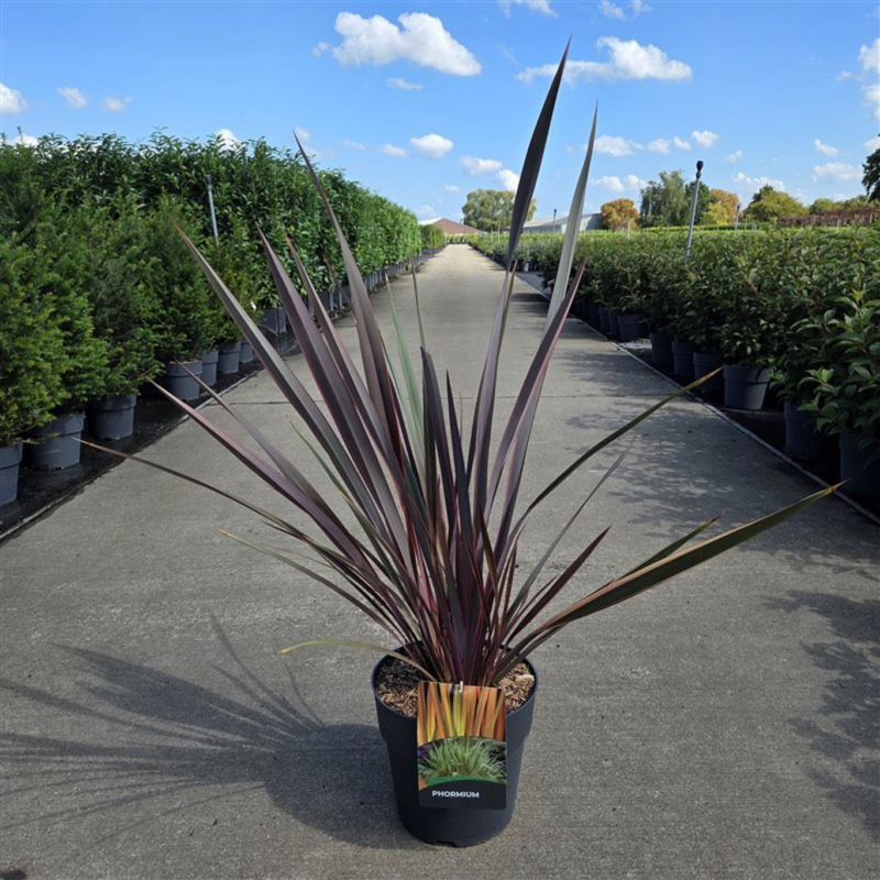 Phormium tenax 'Sundowner'
