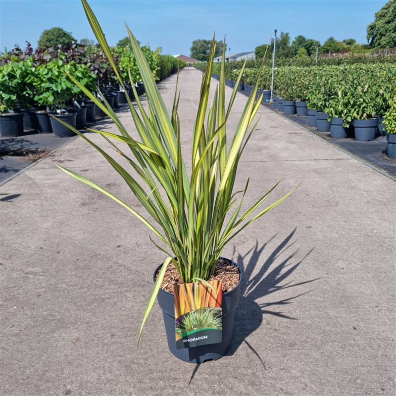 Phormium tenax 'Apricot Queen'