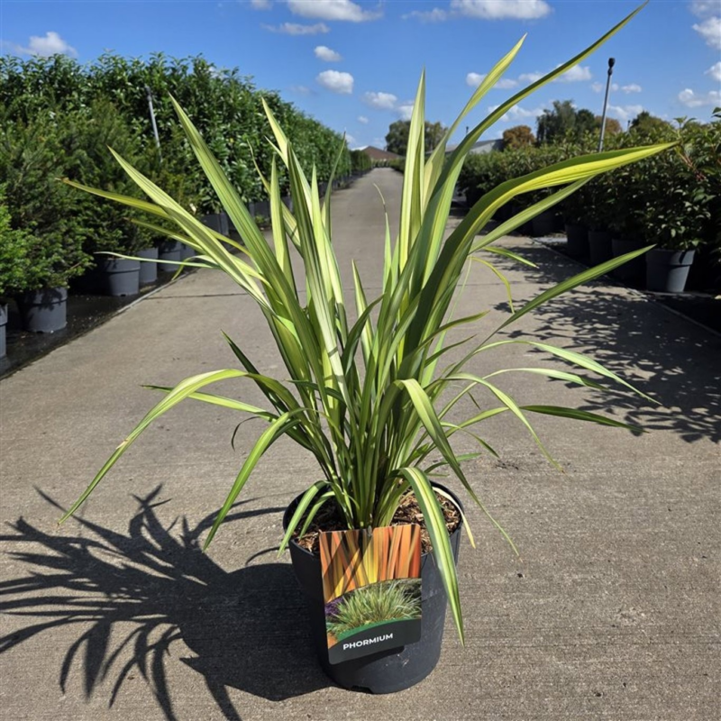 Phormium tenax 'Yellow Wave'