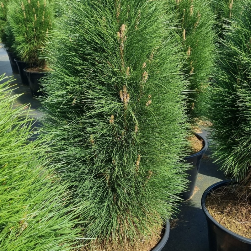Pinus nigra 'Green Tower'
