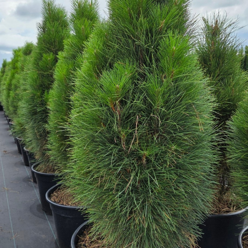 Pinus nigra 'Green Tower'