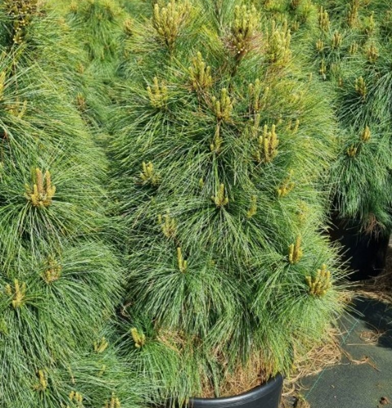 Pinus x schwerinii 'Wiethorst'