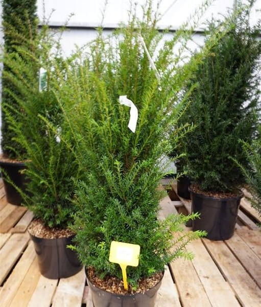 Taxus baccata