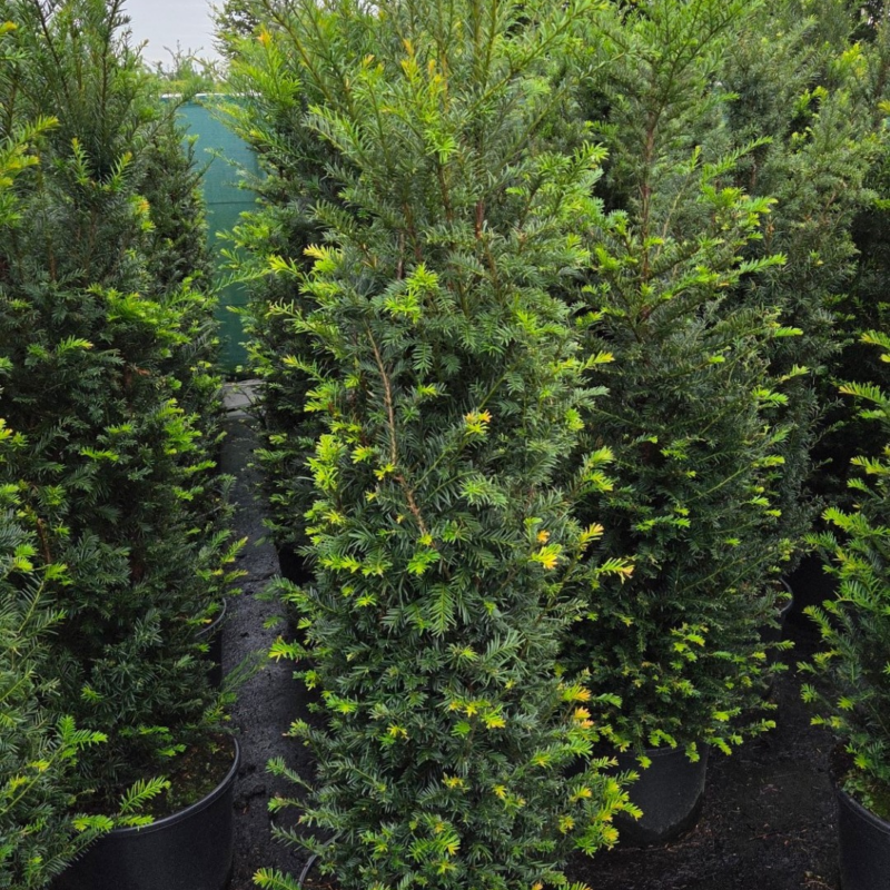 Taxus baccata