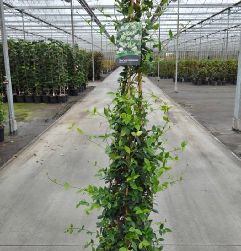 Trachelospermum jasminoides