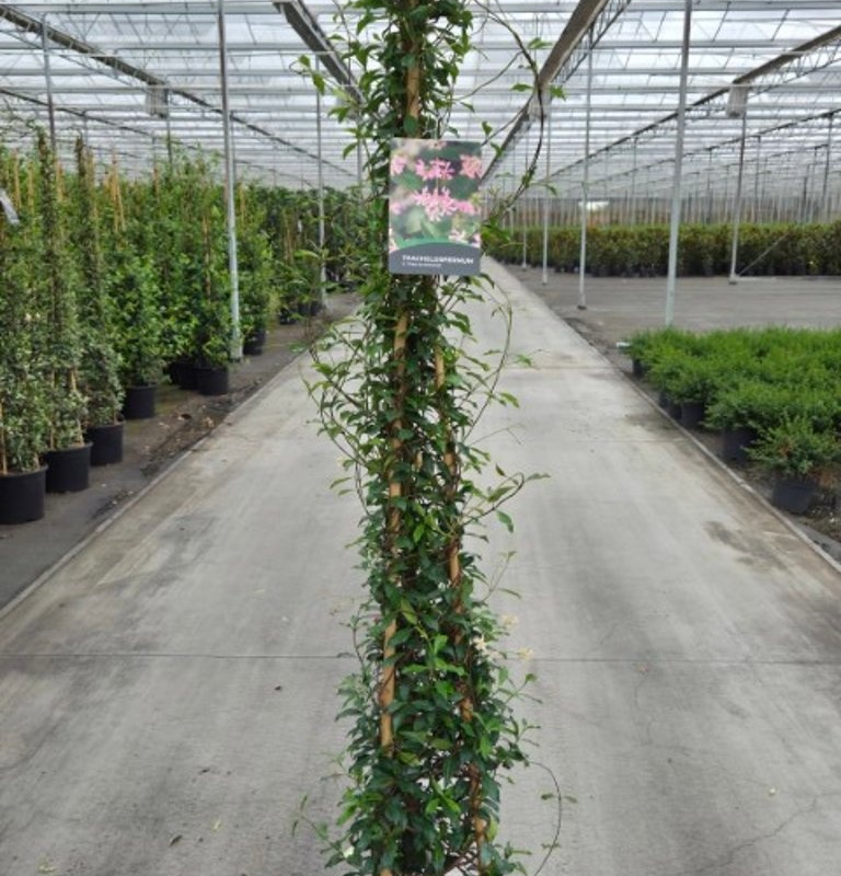 Trachelospermum jasminoides 'Pink Showers'