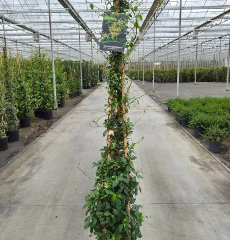 Trachelospermum jasminoides 'Star Of Tuscany'