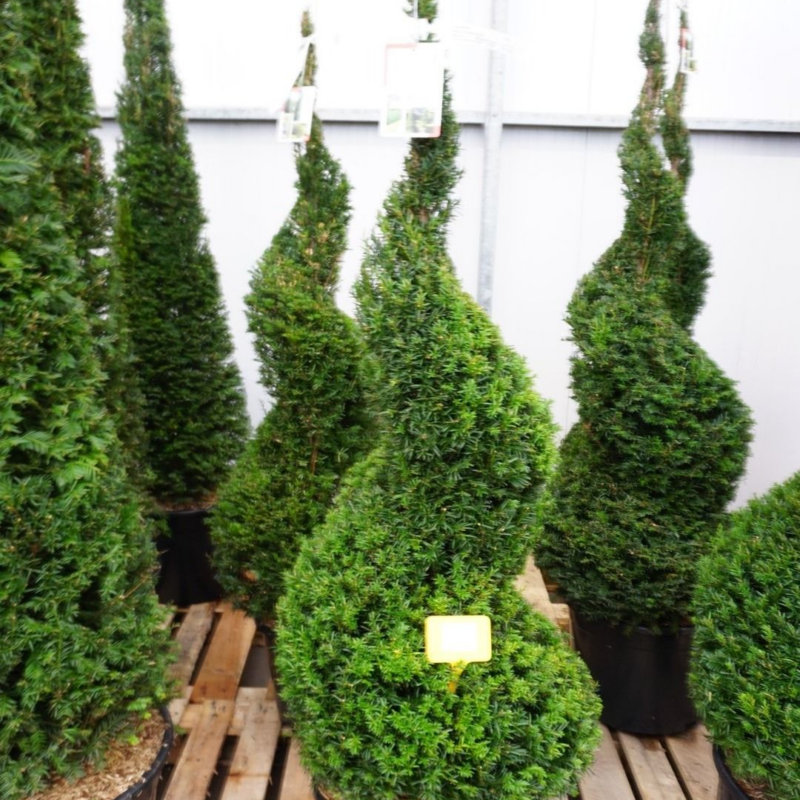 Taxus baccata