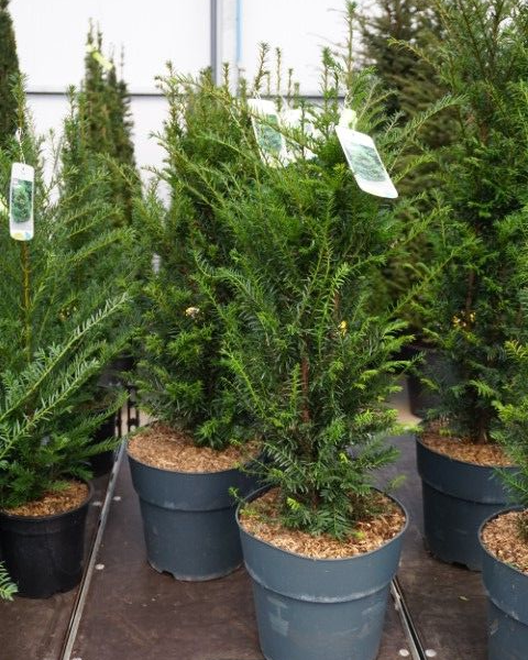 Taxus baccata