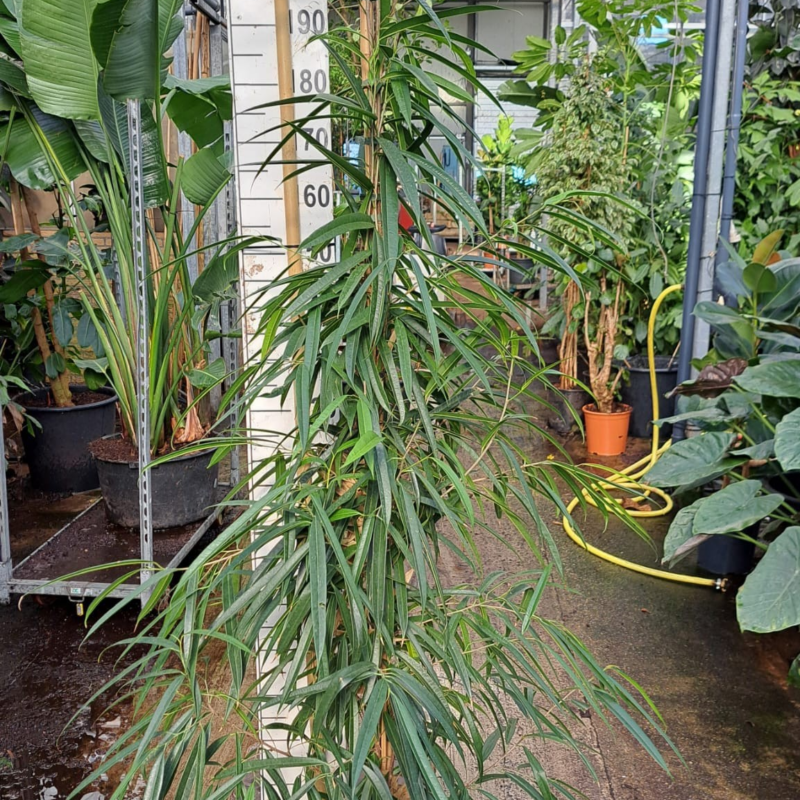 Ficus binnendijkii 'Alii'