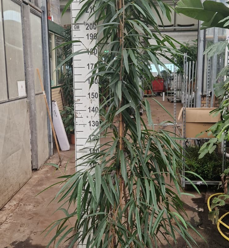 Ficus binnendijkii 'Alii'