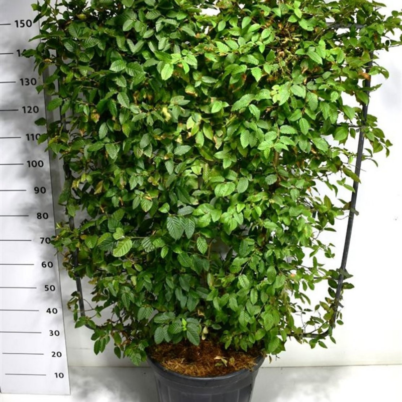 Carpinus betulus