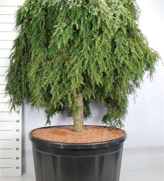 Tsuga canadensis 'Cole Prostrate'