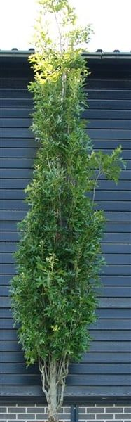Quercus palustris 'Green Pillar'