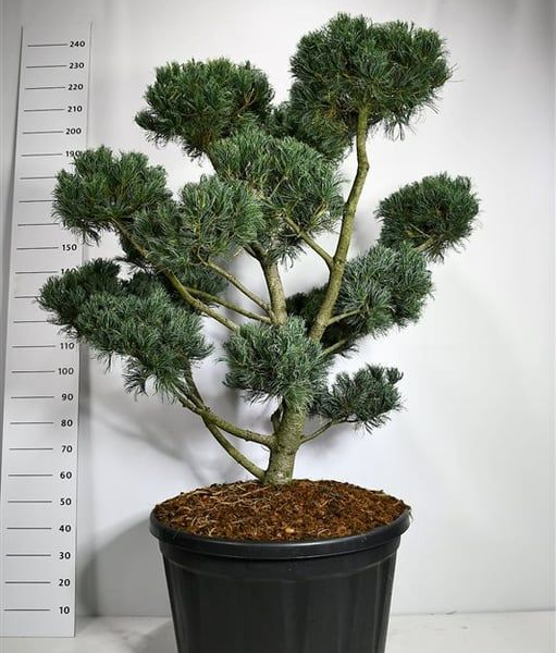 Pinus parviflora 'Glauca'