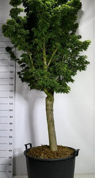 Acer palmatum 'Shishigashira'
