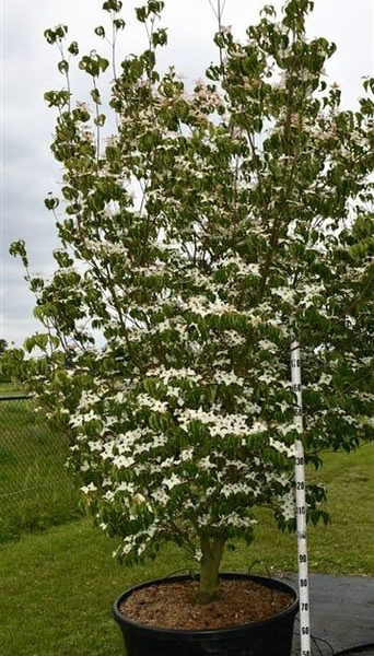 Cornus kousa 'Milky Way'