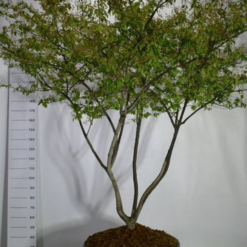 Amelanchier lamarckii