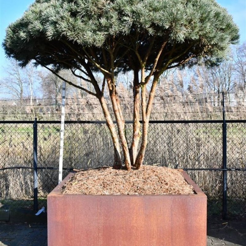 Pinus sylvestris 'Watereri'