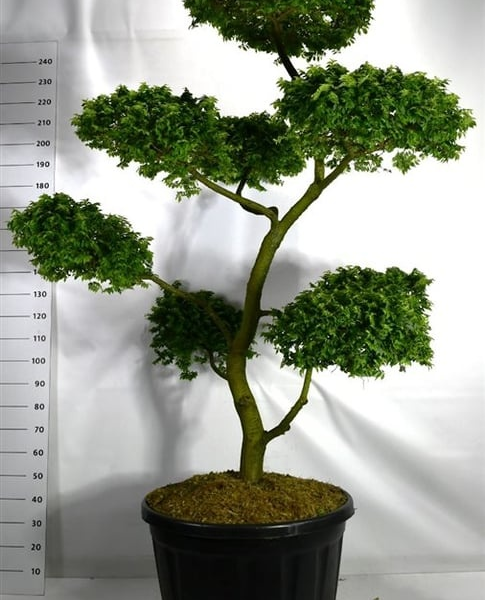 Ulmus minor 'Jacqueline Hillier'