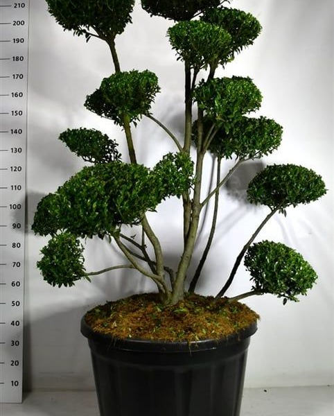 Ilex crenata 'Impala'