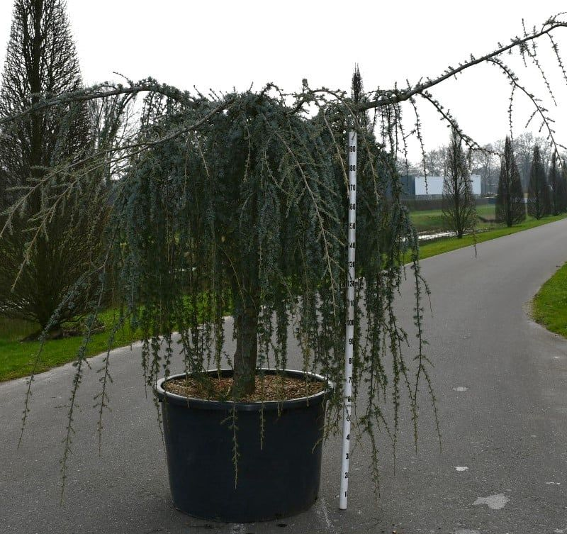 Cedrus atlantica 'Glauca Pendula'