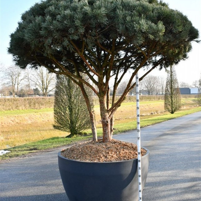 Pinus sylvestris 'Watereri'