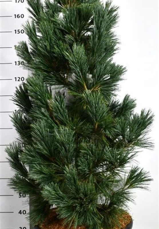 Pinus flexilis 'Vanderwolf's Pyramid'