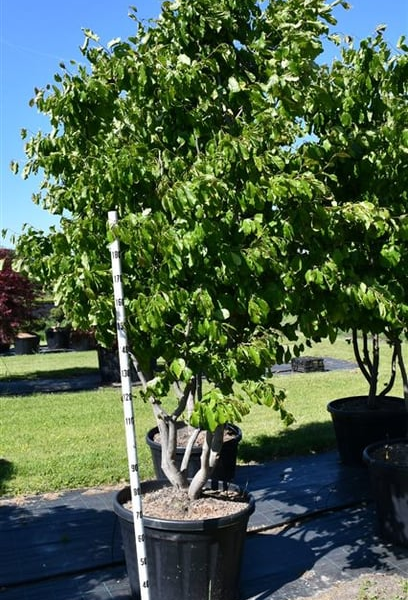 Parrotia persica