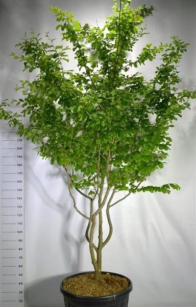 Parrotia persica 'Vanessa'