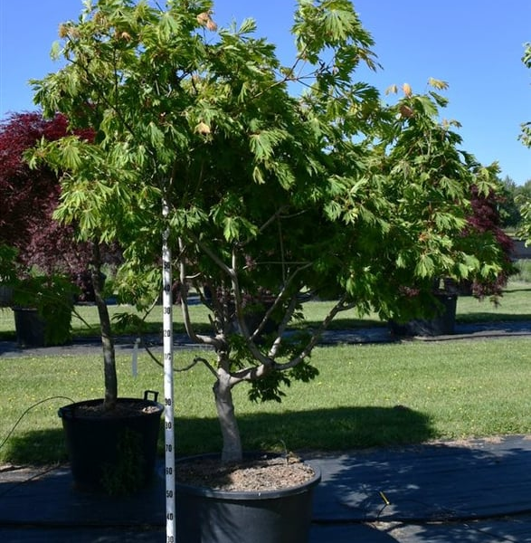 Acer japonicum 'Aconitifolium'