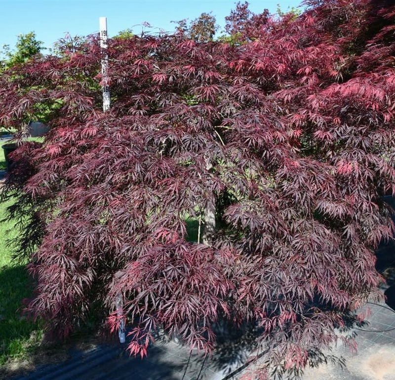 Acer palmatum 'Inaba-shidare'
