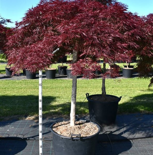 Acer palmatum 'Stella Rossa'