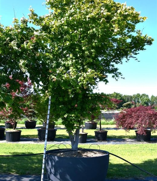 Acer palmatum 'Osakazuki'
