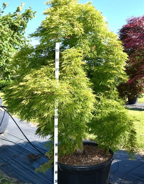 Acer palmatum 'Dissectum'