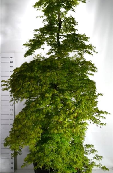 Acer palmatum 'Dissectum'