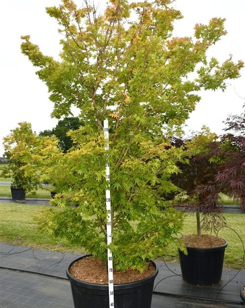 Acer palmatum 'Sangokaku'
