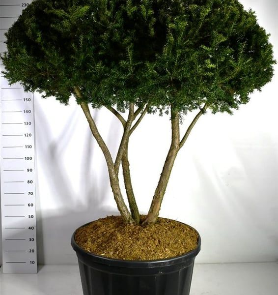 Taxus cuspidata