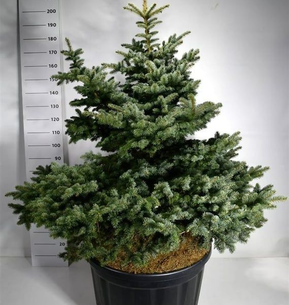 Picea pungens 'Montgomery'