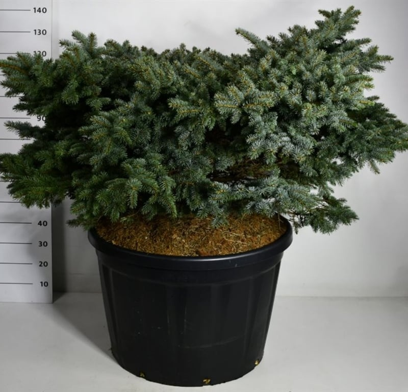 Picea pungens 'Glauca Globosa'