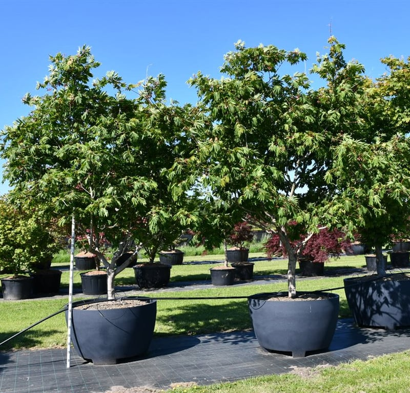 Acer japonicum 'Aconitifolium'