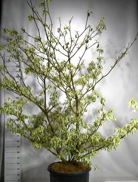 Cornus controversa 'Variegata'
