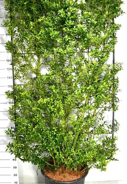 Ilex crenata 'maximowicziana kanehirae'