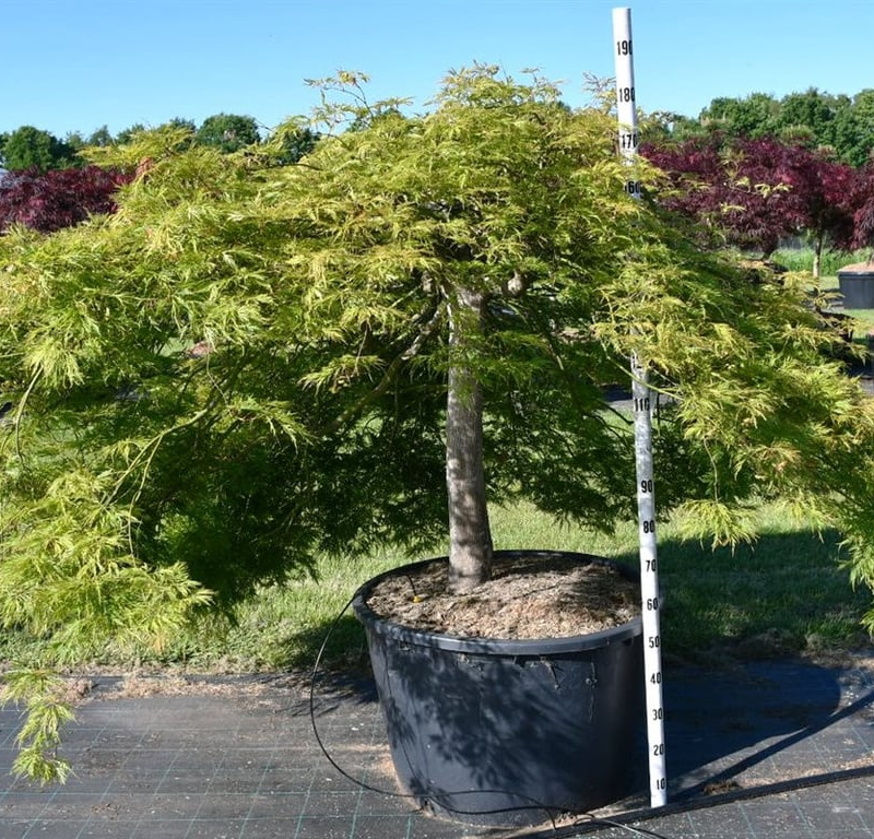 Acer palmatum 'Green Lace'